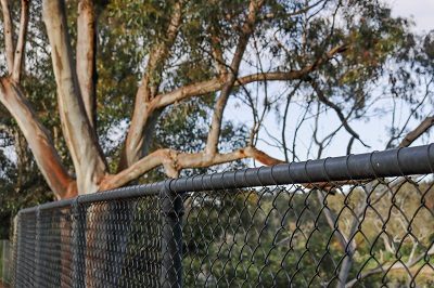 Chain Link Acreage Fencing Mount Cotton