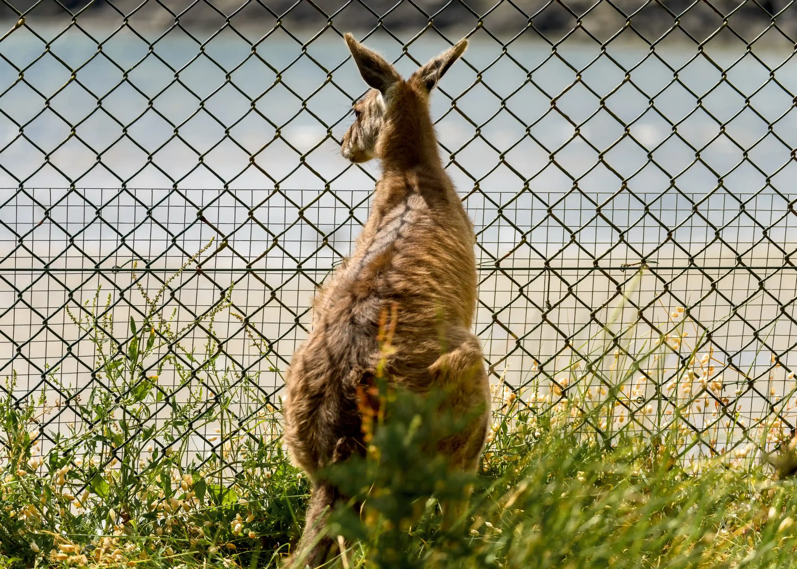 Fauna Exclusion Fencing